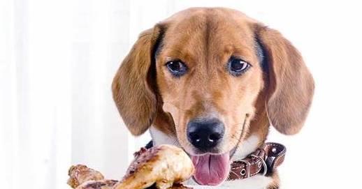 五年相伴，方悟真諦 讓愛(ài)犬更健康的科學(xué)養(yǎng)狗法則