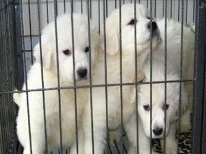 成都專業犬舍出售健康三月齡大白熊幼犬，公母齊全并附健康保障協議