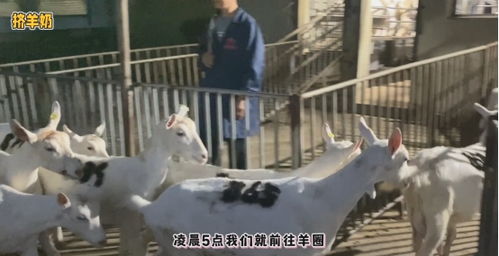 透明工藝，安心之選 谷登大白寵物羊奶，開(kāi)啟國(guó)內(nèi)寵物食品新標(biāo)準(zhǔn)