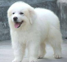 無(wú)錫大白熊犬購(gòu)買指南 渠道、價(jià)格與健康須知