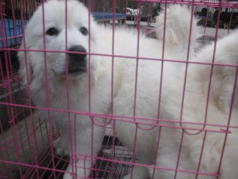 圖 純種巨型大白熊幼犬終身品質保障品相佳健康簽協議 深圳寵物狗